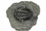 Detailed Hollardops Trilobite Fossil - Ofaten, Morocco #343268-2